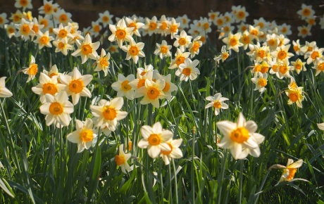 Daffodils by Eilis Garvey